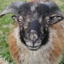 Quessantstké ovečky, mikro farma – moje další splněné přání.
