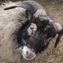 Jak chovat Quessantské ovečky - Beránek nejí a nepije – co se mu stalo?