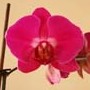 Orchideje – Phalaenopsis a jejich pěstování